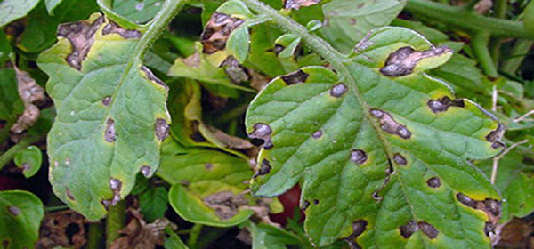 Кафом Mg контролює  Phytophtora  infestans на картоплі