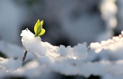 7 лютого у місті Львові відбулася зустріч аграріїв регіону за участі представників ТОВ "ПЛАНТА ГРУПП"