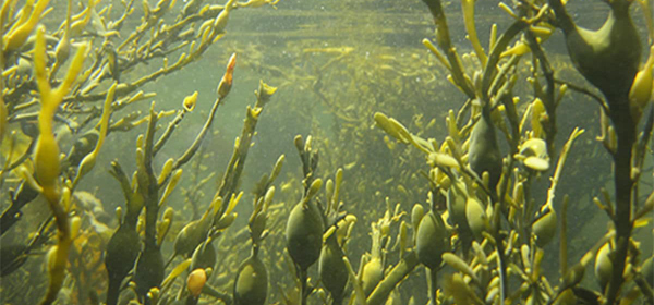 Значення морських водоростей Ascophyllum nodosum у живленні рослин